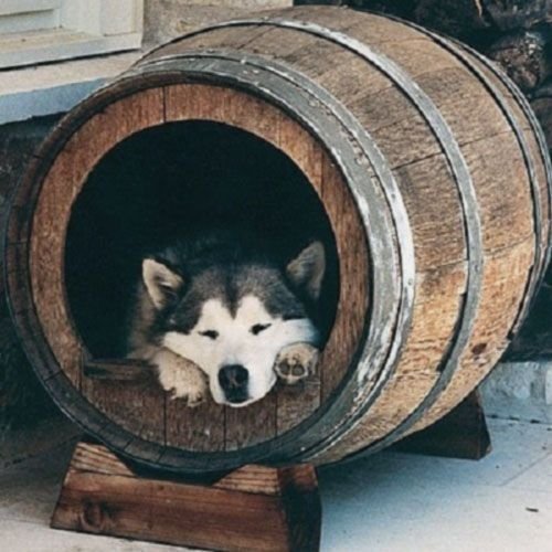 Barril Casa para el perro Barril Casa para el perro